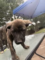 Bruno, a female German Shepherd Dog and American Pit Bull Terrier for sale in Lakewood, CO – 3 of 3