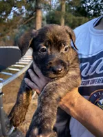 pitbull/german shepherd puppies, a female German Shepherd Dog and American Pit Bull Terrier for sale in Lakewood, CO – 4 of 5