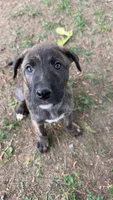 Bruno, a female German Shepherd Dog and American Pit Bull Terrier for sale in Lakewood, CO – 1 of 3