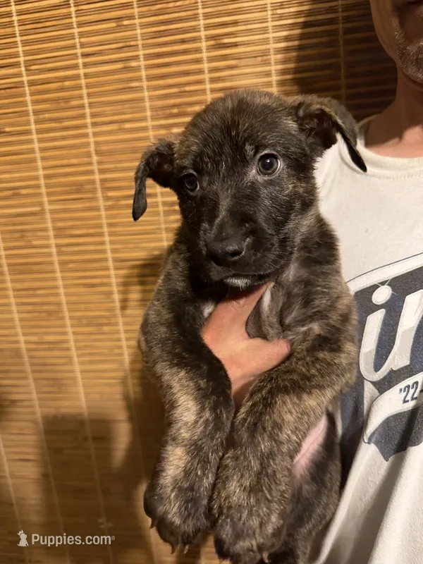 pitbull/german shepherd puppies – German Shepherd Dog, American Pit Bull Terrier puppy for sale in Lakewood, CO