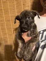 pitbull/german shepherd puppies, a female German Shepherd Dog and American Pit Bull Terrier for sale in Lakewood, CO – 1 of 5