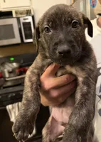 pitbull/german shepherd puppies, a female German Shepherd Dog and American Pit Bull Terrier for sale in Lakewood, CO – 5 of 5