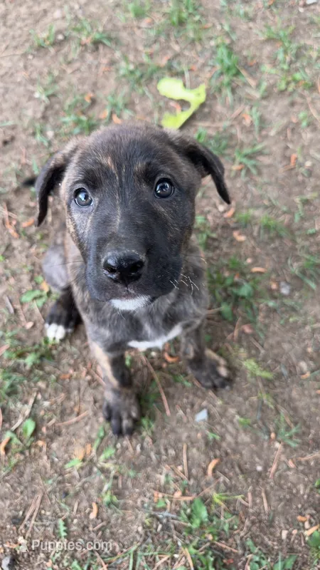 blue – German Shepherd Dog, American Pit Bull Terrier puppy for sale in Lakewood, CO