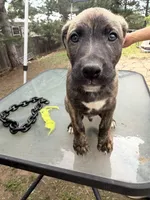 Bruno, a female German Shepherd Dog and American Pit Bull Terrier for sale in Lakewood, CO – 2 of 3