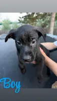 pitbull/german shepherd puppies, a female German Shepherd Dog and American Pit Bull Terrier for sale in Lakewood, CO – 2 of 5