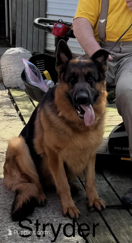 Stryder – German Shepherd Dog puppy for sale in Princeton, KY