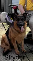 Stryder, a male German Shepherd Dog for sale in Princeton, KY – Photo 1 of 3