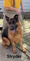 Stryder, a male German Shepherd Dog for sale in Princeton, KY – Photo 3 of 3