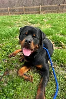 Rex, a male Rottweiler for sale in Princeton, KY – Photo 2 of 2
