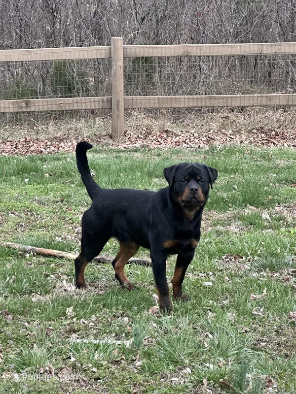 Rex, a male Rottweiler for sale in Princeton, KY – Photo 1 of 2