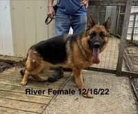 River, a female German Shepherd Dog for sale in Princeton, KY – Photo 2 of 3