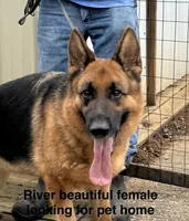 River, a female German Shepherd Dog for sale in Princeton, KY – Photo 1 of 3