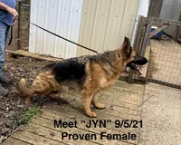 JYN, a female German Shepherd Dog for sale in Princeton, KY – Photo 2 of 2