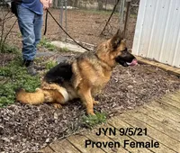 JYN, a female German Shepherd Dog for sale in Princeton, KY – Photo 1 of 2