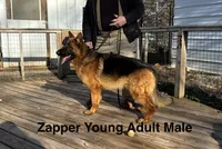 Zapper, a male German Shepherd Dog for sale in Princeton, KY – Photo 2 of 3