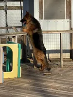 Zapper, a male German Shepherd Dog for sale in Princeton, KY – Photo 3 of 3