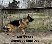 Nik, a male German Shepherd Dog for sale in Princeton, KY – Photo 5 of 5