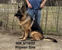 Nik, a male German Shepherd Dog for sale in Princeton, KY – Photo 4 of 5