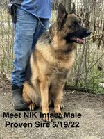 Nik, a male German Shepherd Dog for sale in Princeton, KY – Photo 3 of 5