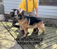 Nik, a male German Shepherd Dog for sale in Princeton, KY – Photo 1 of 5