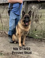 Nik, a male German Shepherd Dog for sale in Princeton, KY – Photo 2 of 5