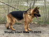 Woody, a male German Shepherd Dog for sale in Princeton, KY – Photo 3 of 4