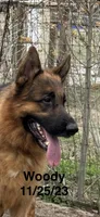 Woody, a male German Shepherd Dog for sale in Princeton, KY – Photo 1 of 4