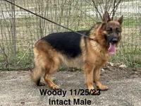 Woody, a male German Shepherd Dog for sale in Princeton, KY – Photo 2 of 4