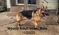Woody, a male German Shepherd Dog for sale in Princeton, KY – Photo 4 of 4