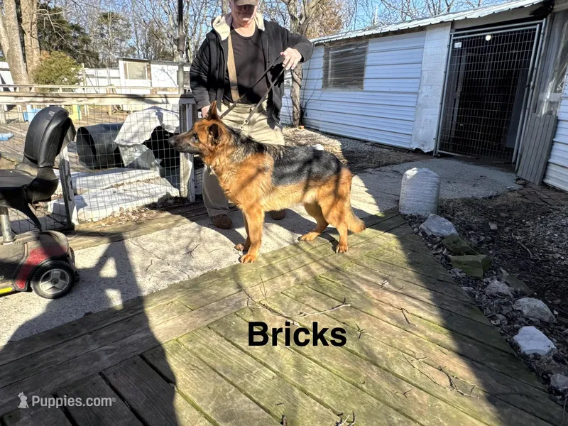 Bricks