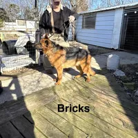 Bricks, a male German Shepherd Dog for sale in Princeton, KY – Photo 1 of 2