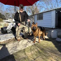Bricks, a male German Shepherd Dog for sale in Princeton, KY – Photo 2 of 2