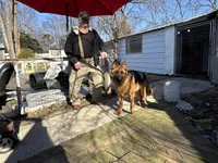 Bricks, a male German Shepherd Dog for sale in Princeton, KY – Photo 2 of 2