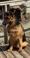 Blazer, a male German Shepherd Dog for sale in Princeton, KY – Photo 2 of 3