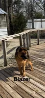 Blazer, a male German Shepherd Dog for sale in Princeton, KY – Photo 3 of 3