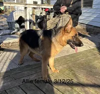 Allie, a female German Shepherd Dog for sale in Princeton, KY – Photo 2 of 2