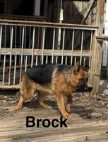 Brock, a male German Shepherd Dog for sale in Princeton, KY – Photo 2 of 3