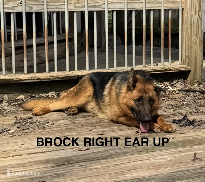 Brock – German Shepherd Dog puppy for sale in Princeton, KY