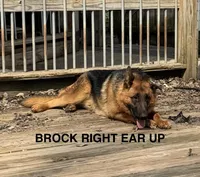 Brock, a male German Shepherd Dog for sale in Princeton, KY – Photo 1 of 3