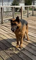 Brock, a male German Shepherd Dog for sale in Princeton, KY – Photo 3 of 3