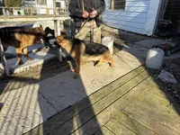 Brock, a male German Shepherd Dog for sale in Princeton, KY – Photo 4 of 4