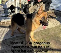 Brock, a male German Shepherd Dog for sale in Princeton, KY – Photo 3 of 4