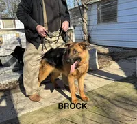 Brock, a male German Shepherd Dog for sale in Princeton, KY – Photo 1 of 4