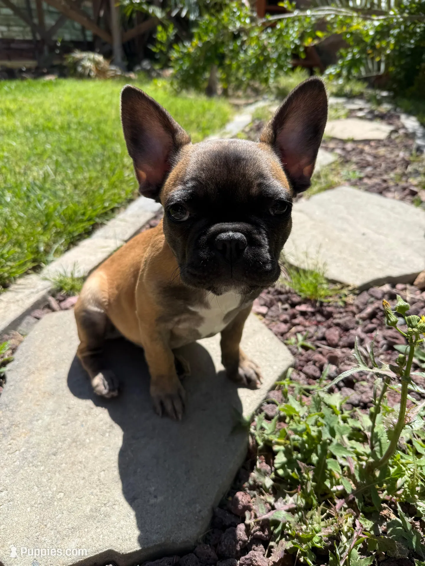 Mimis , a female French Bulldog for sale in Palmdale, CA – Photo 1 of 5