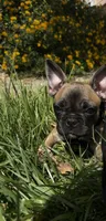 Mimis , a female French Bulldog for sale in Palmdale, CA – Photo 5 of 5