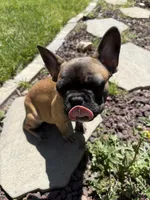 Mimis , a female French Bulldog for sale in Palmdale, CA – Photo 2 of 5