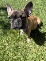 Mimis , a female French Bulldog for sale in Palmdale, CA – Photo 3 of 5