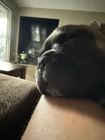 Mimis , a female French Bulldog for sale in Palmdale, CA – Photo 4 of 5