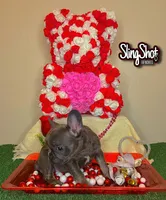 Lulu, a female French Bulldog for sale in Houston, TX – Photo 2 of 6