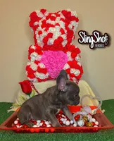 Lulu, a female French Bulldog for sale in Houston, TX – Photo 3 of 6